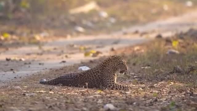 <div class="paragraphs"><p>Credit: Instagram/@jawai__leopard_safari</p></div>