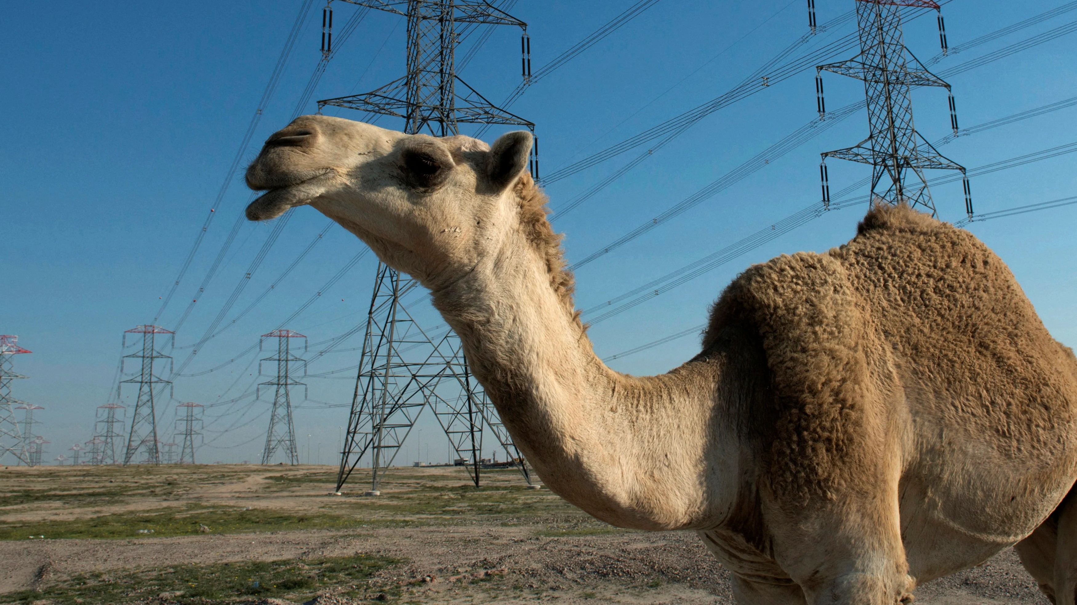 Camels turn couriers for bootleggers; Delhi Police foils liquor run, 5 held
