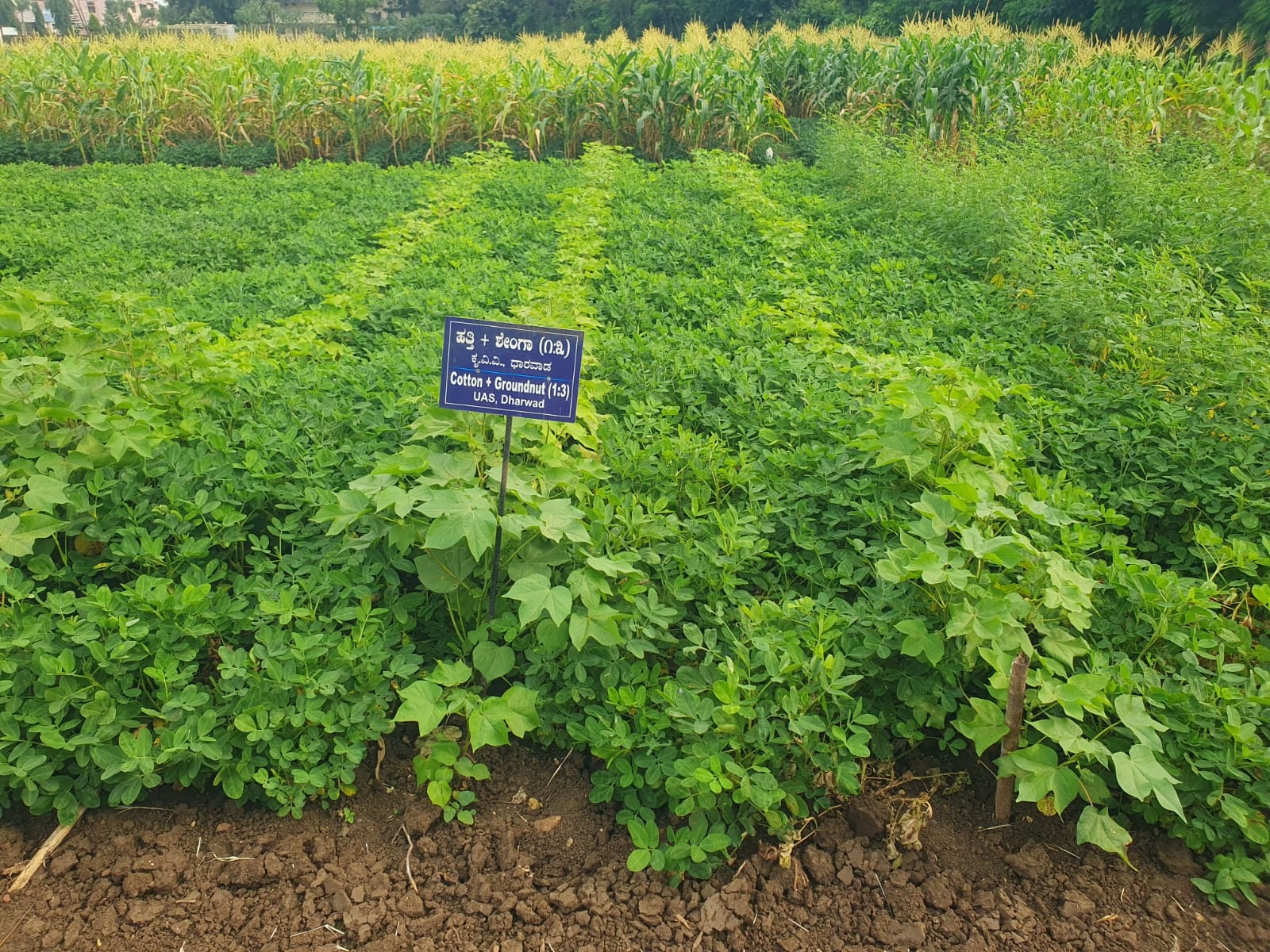 UAS decks up to attract farmers at Krishi Mela