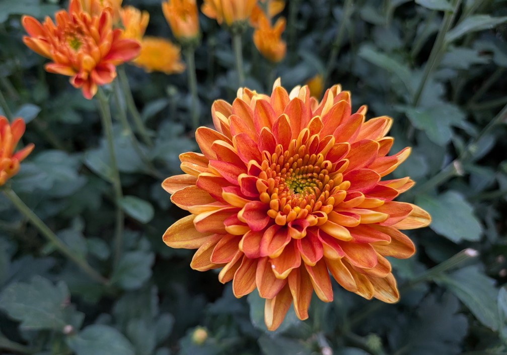 Pixel 10's camera samples.