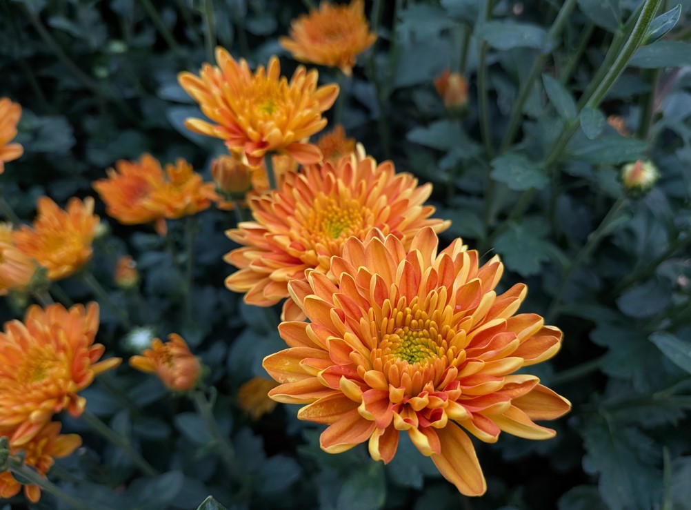 Google Pixel 10 camera sample.