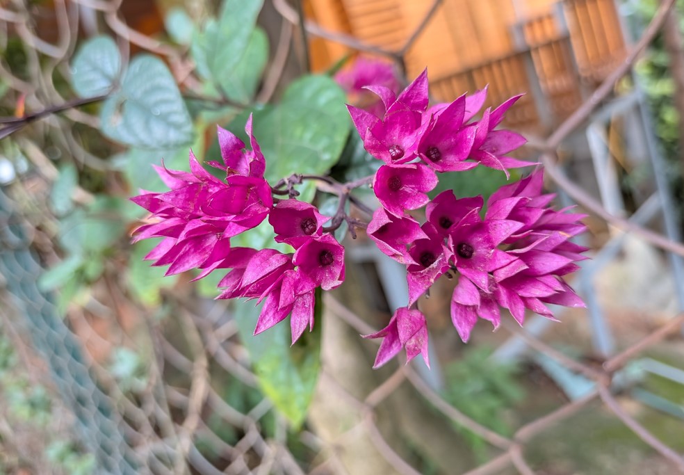 Google Pixel 10 camera sample.