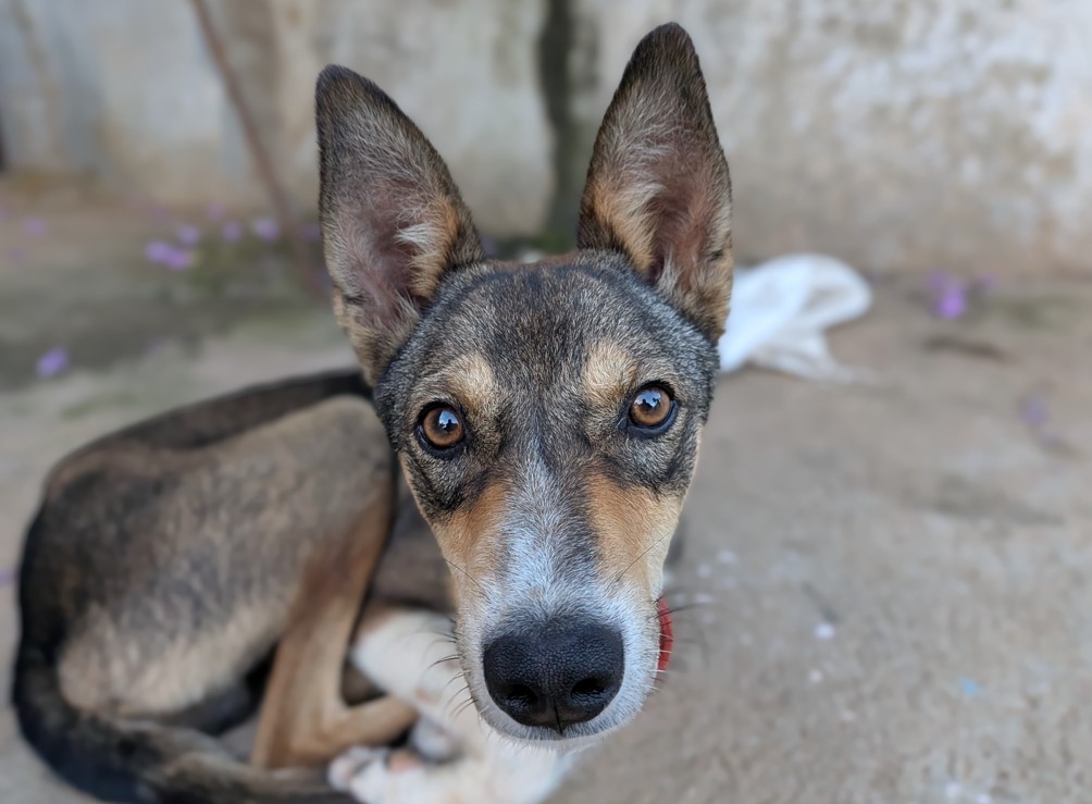 Google Pixel 10 camera sample.