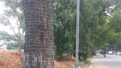 DH Impact: Minister Mahadevappa steps in to stop use of trees for Dasara illumination in Mysuru