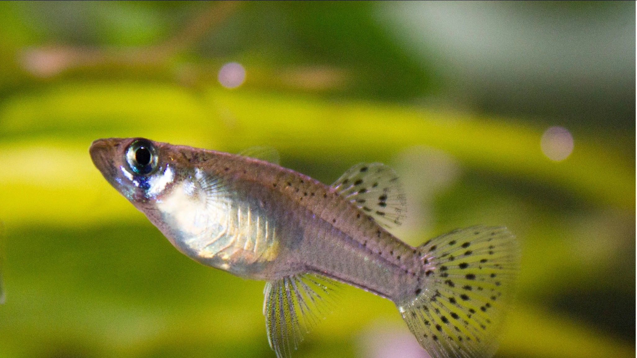 Fishy invaders: Think before you dump them!