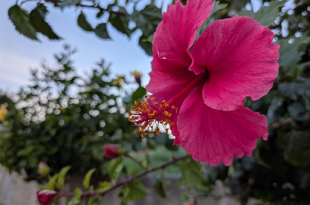 Pixel 10's camera samples.