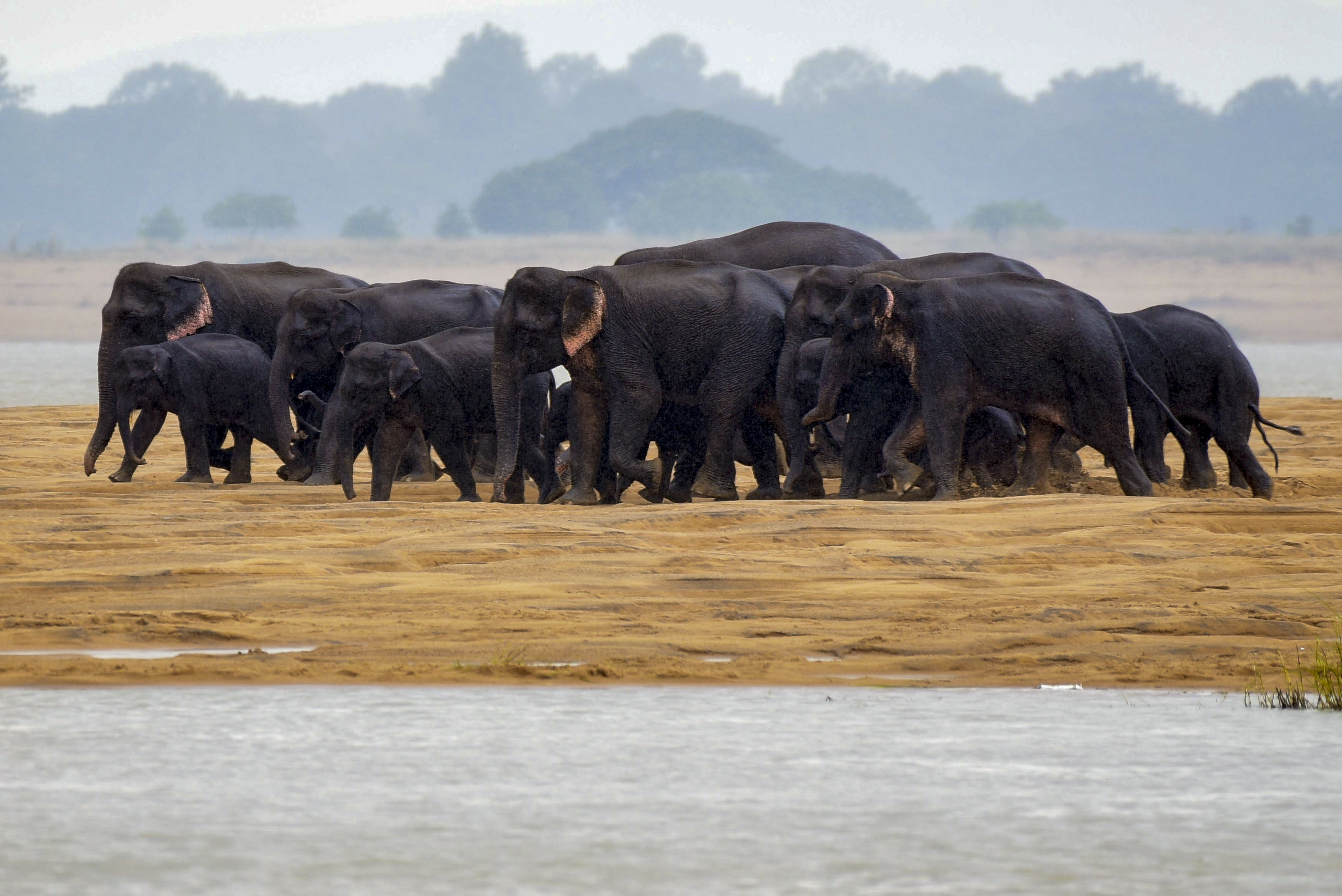 Elephants stuck on sand bank in the middle of river