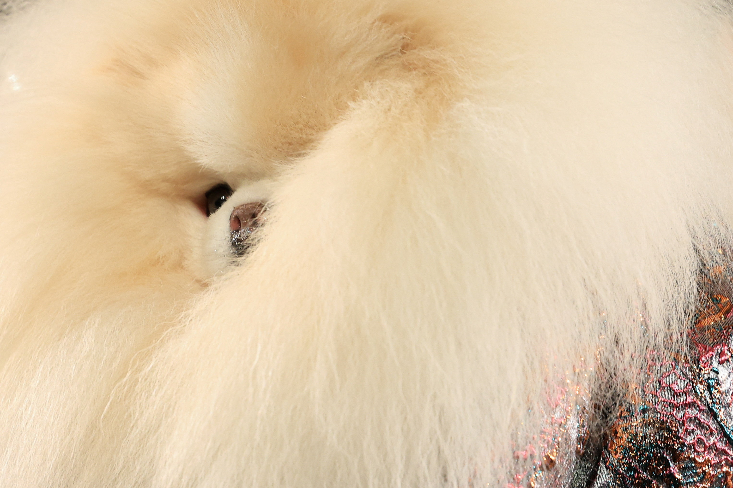 Pets Wear Creations by Anthony Rubio During New York Fashion Week