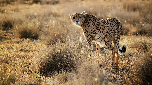 Sub-adult female cheetah dies in MP's Kuno park; leopard attack suspected