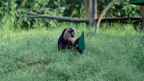 Karnataka: 14,000 sign petition opposing Sharavathi LTM sanctuary power project ahead of public hearing