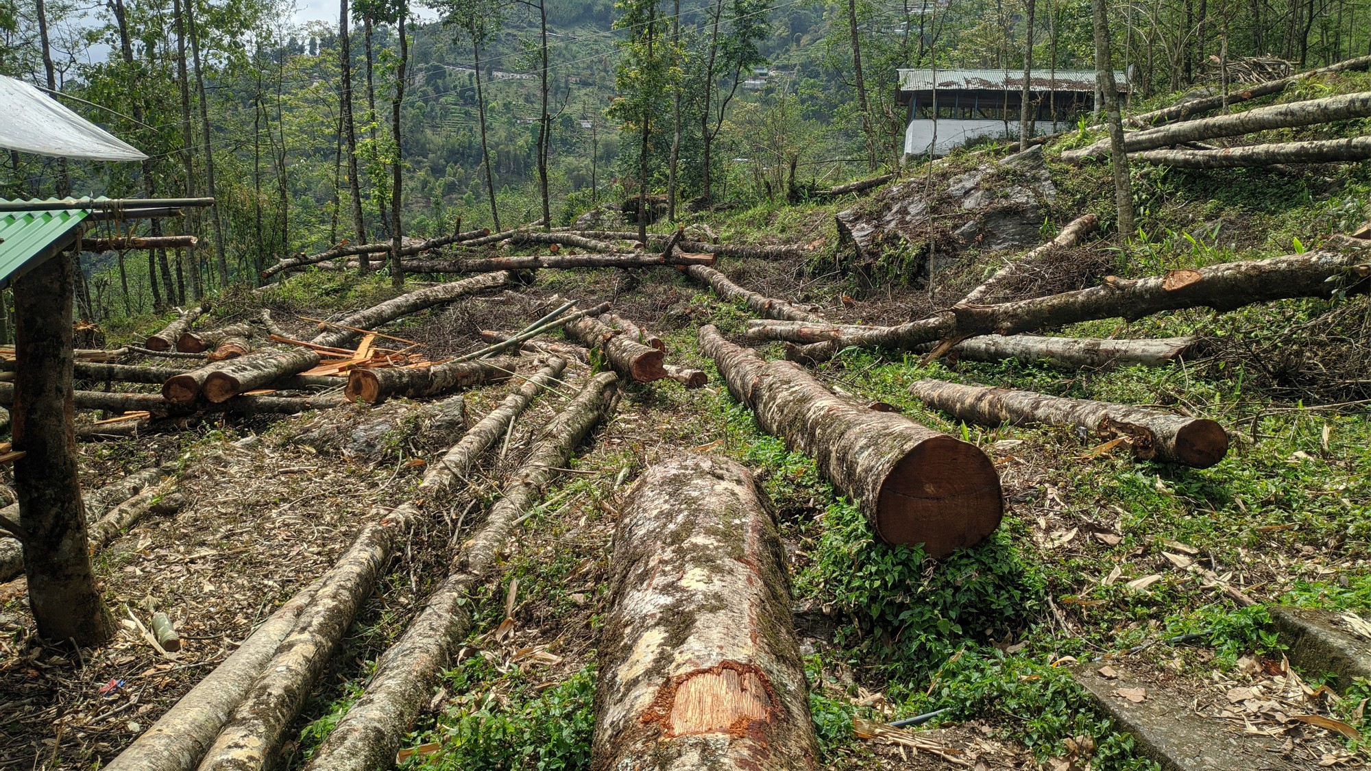 NHAI proposes to clear 560 trees for five different projects
