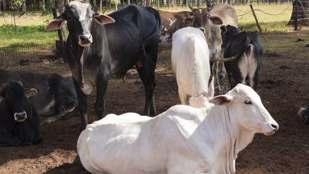 Cops injured in clashes after NEET aspirant shot dead by cattle smugglers in Uttar Pradesh
