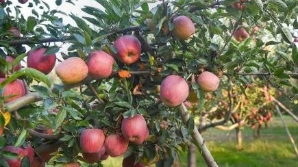 Apples left hanging as Kashmir growers halt harvest amid highway blockade