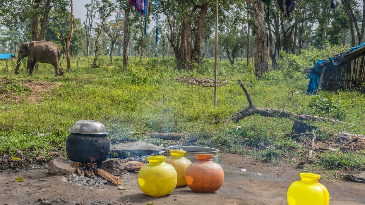 Adivasis: The erased guardians of forests