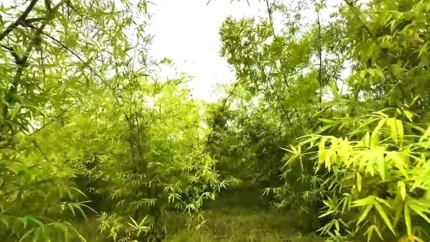 Climate resilient bamboo 'jati bah' from Assam turns arid Rajasthan village into greenery