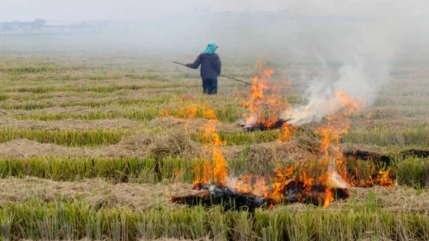 'Why don't you consider penal provision against farmers,' Supreme Court to Centre on stubble burning