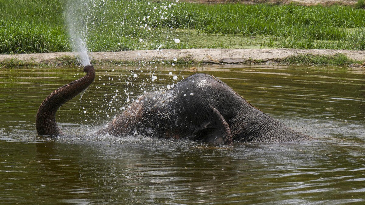 Delhi zoo's lone African elephant dies, probe ordered