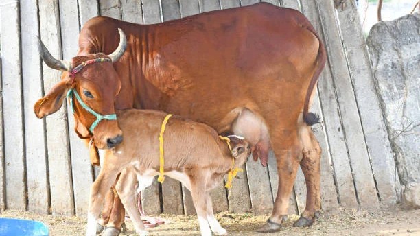 Two held for slaughtering cattle, dumping remains in forest in Karnataka