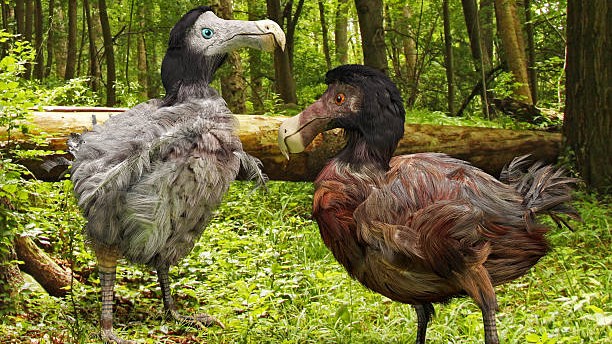 Will we see extinct dodo again? Scientists spend $120 million to bring the bird back after 300 years
