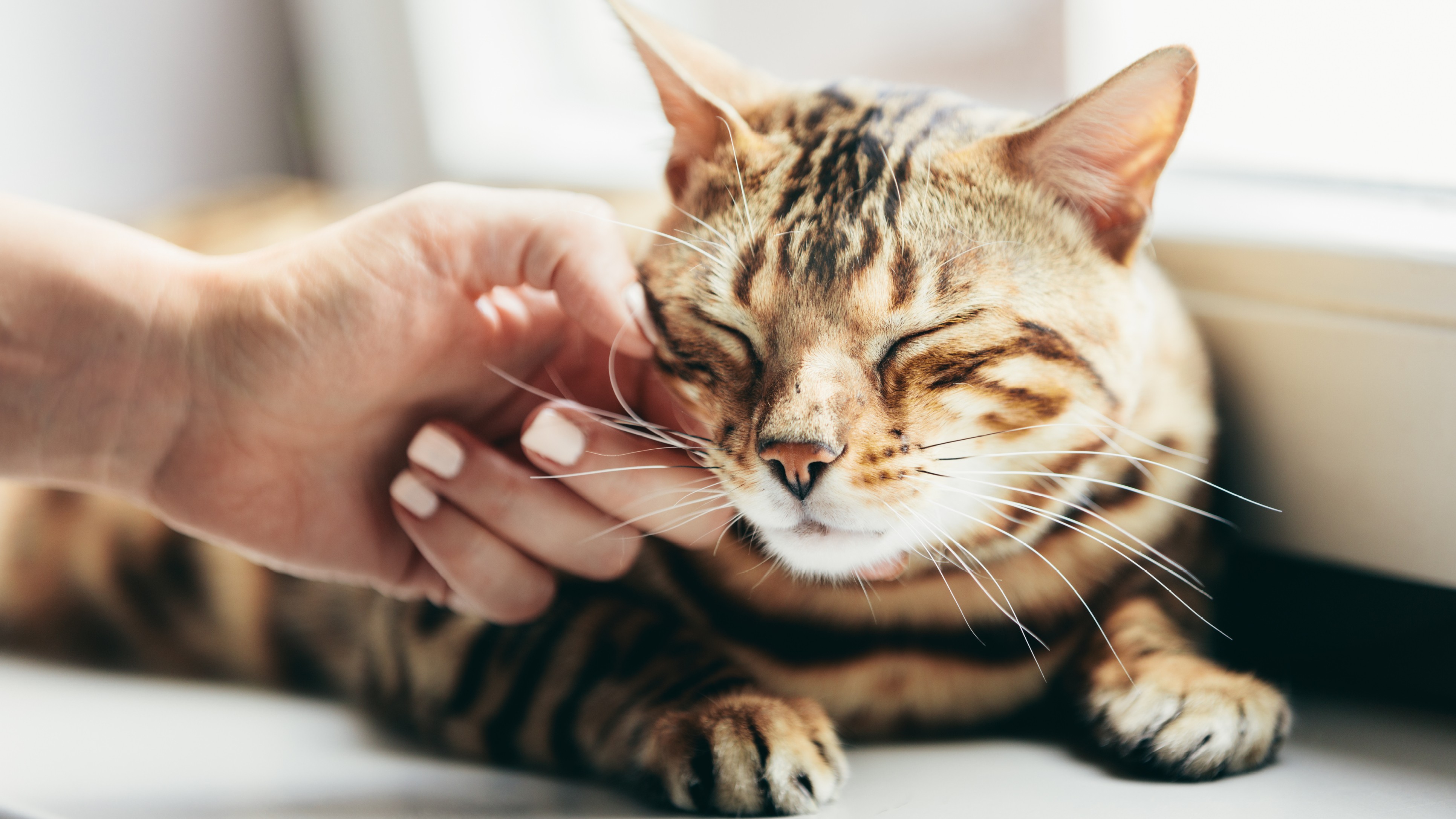 What having a cat does to your brain (and theirs)