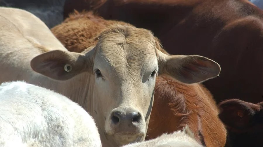 Man paraded with garland of shoes for alleged unnatural act with cow