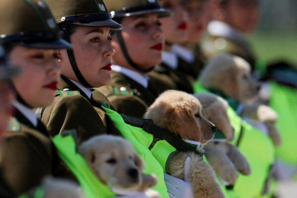 Chilean police officers parade with new generation of police dogs.