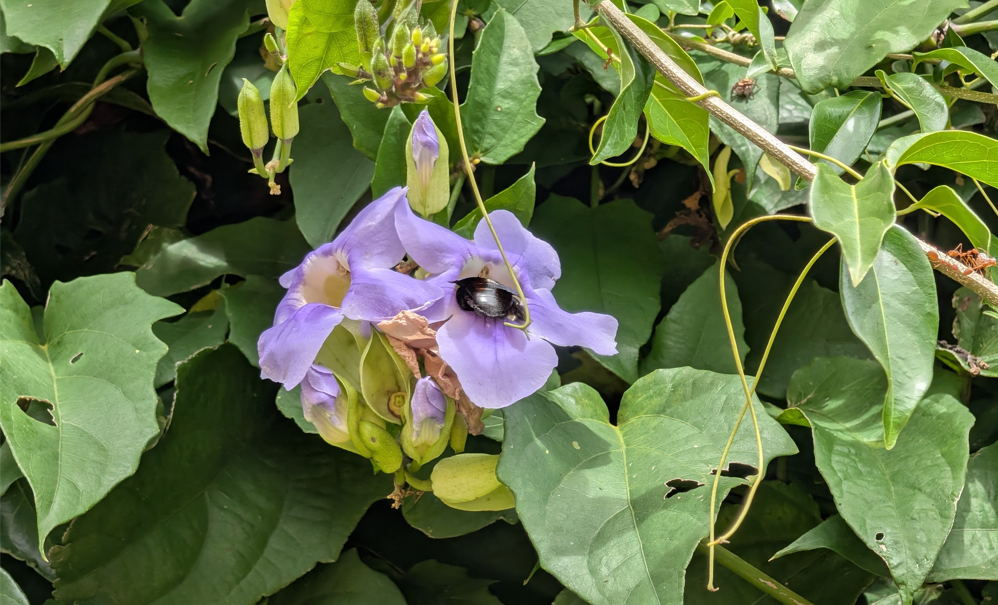 Google Pixel 10 Pro's camera sample.