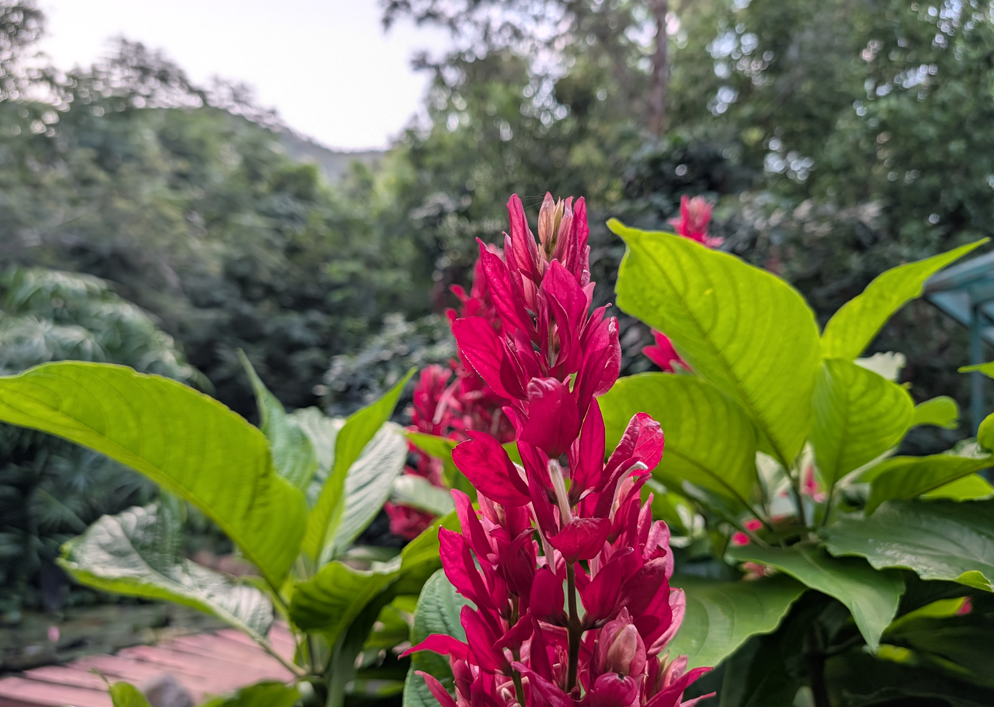 Google Pixel 10 Pro's camera sample.