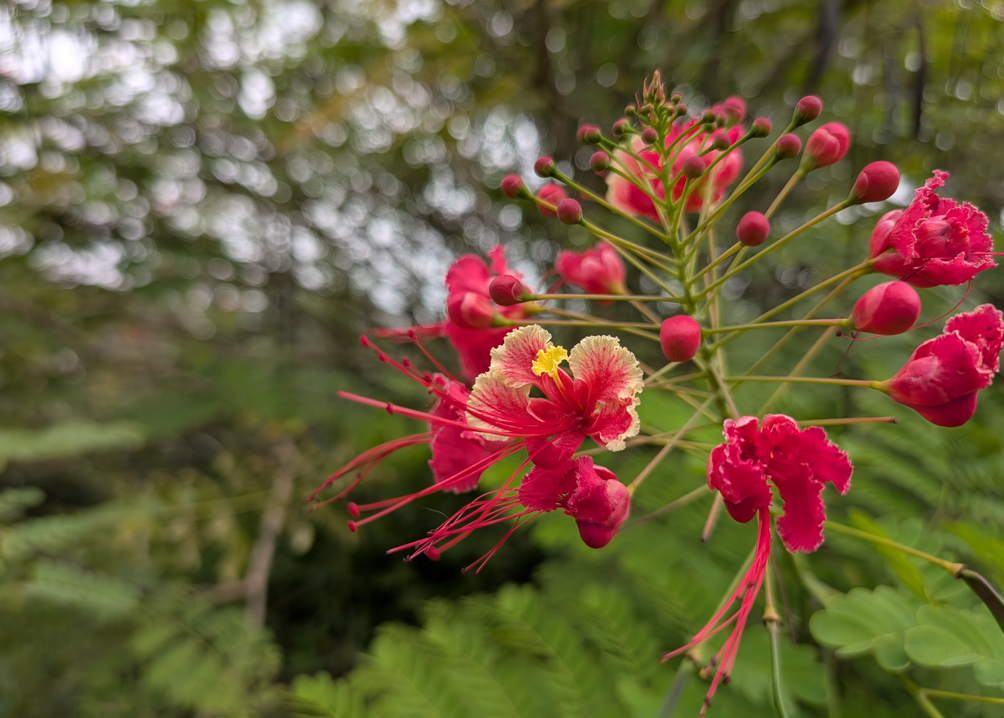Google Pixel 10 Pro's camera sample.
