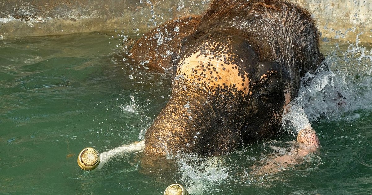Weniger als 50.000 Elefanten übrig auf der Welt: Wildlife SOS