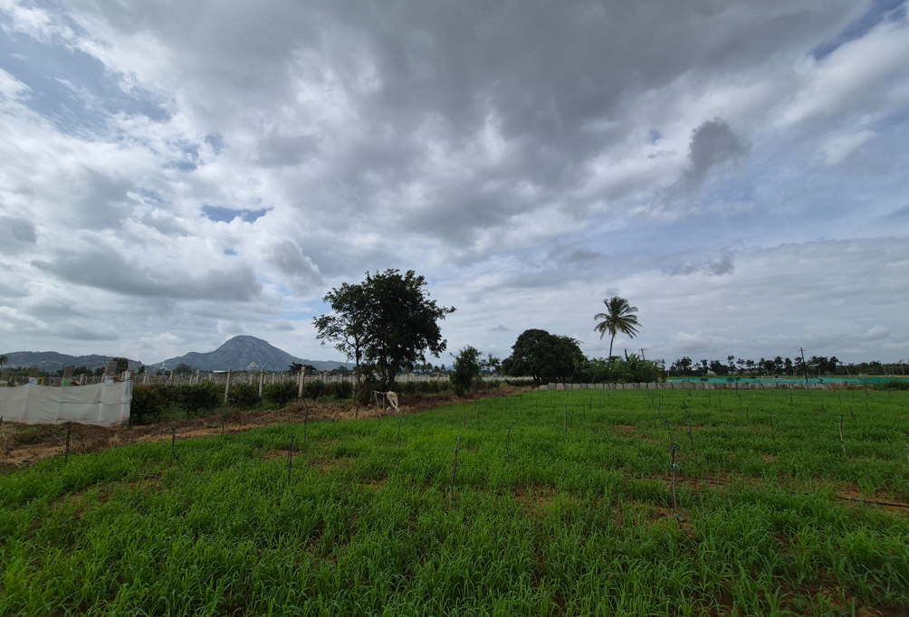 Samsung Galaxy S25 FE's camera sample with Ultra-wide angle mode.