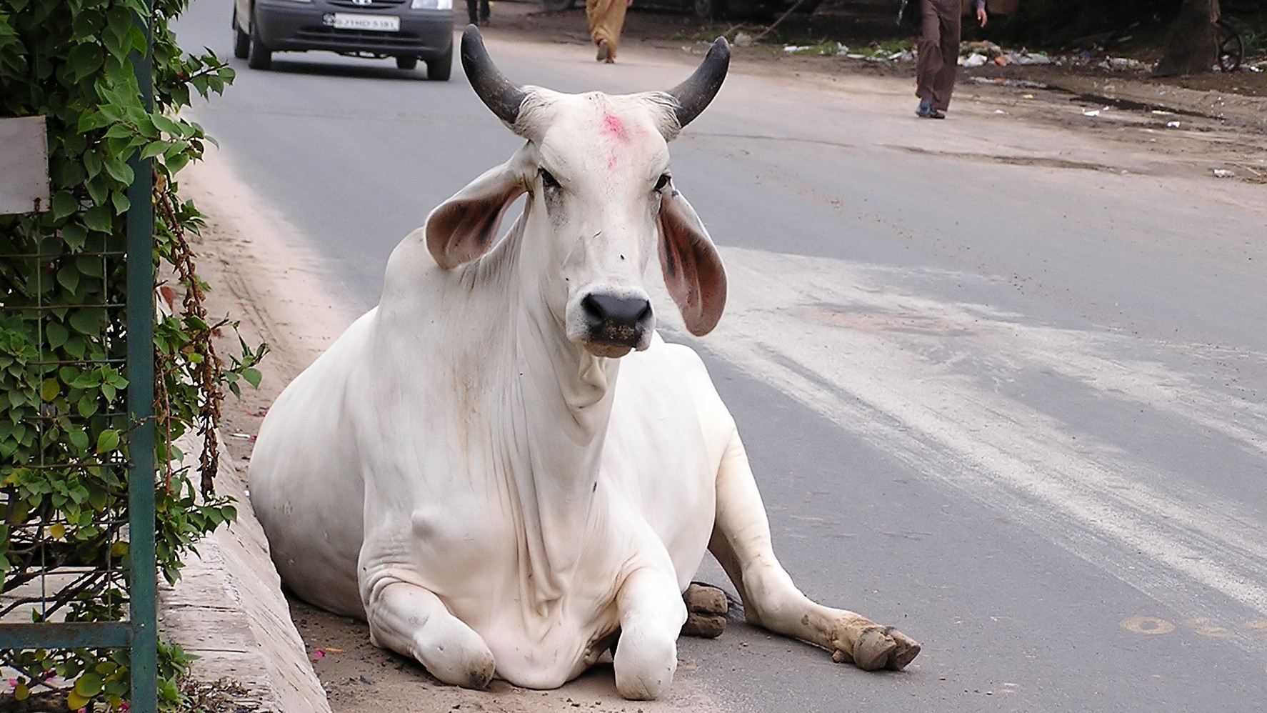 Over 20 stray cows die in Hisar; festive food offerings suspected