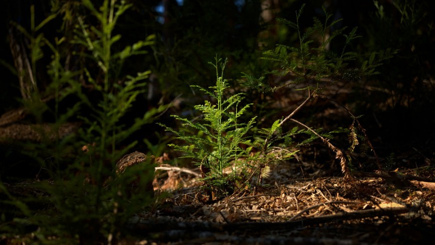 Apple pledges to restore and protect redwood forest in California