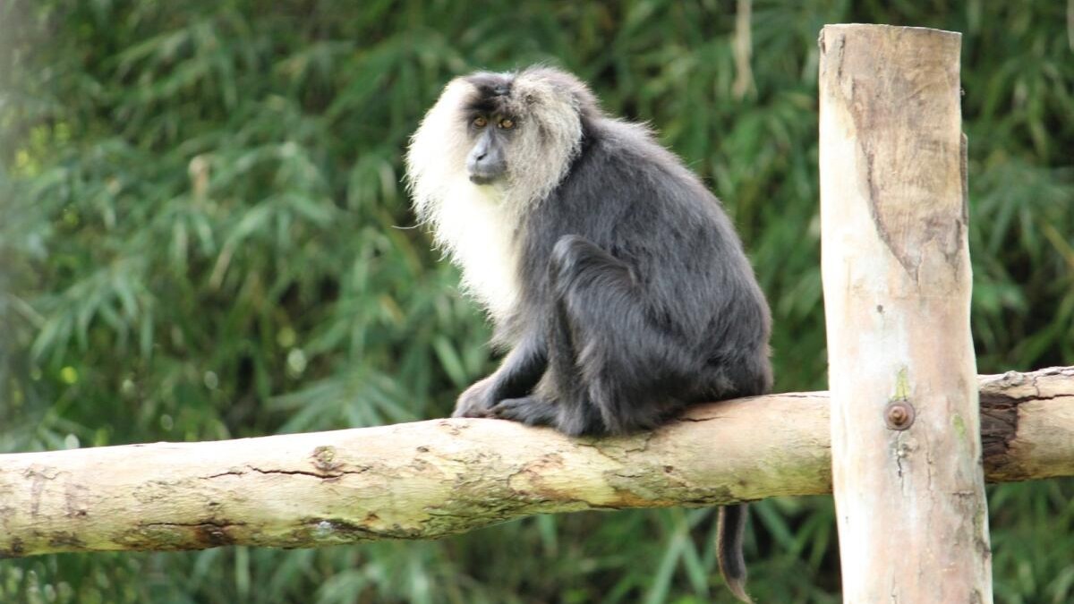 Lion-tailed macaque dies of illness in Mysuru Zoo 