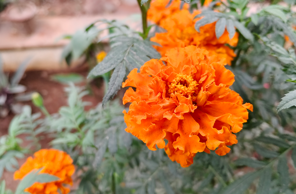 Oppo F31 Pro+'s camera sample.