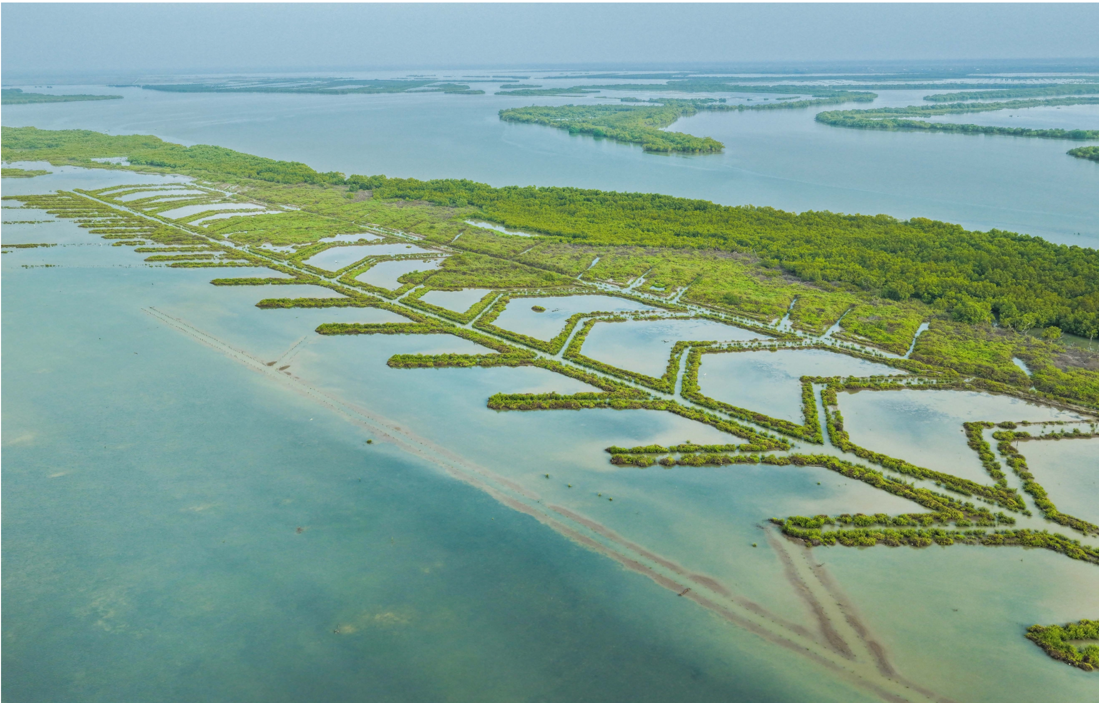 Tamil Nadu adds over 2,400 hectares of mangrove cover in four years