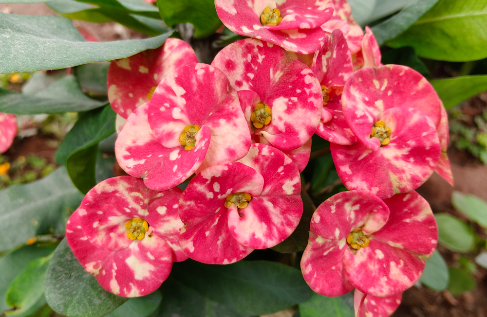 Oppo F31 Pro+'s camera sample.