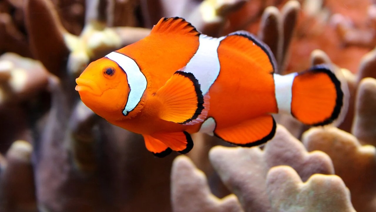 Climate change: Clownfish's survival strategy for hotter weathers