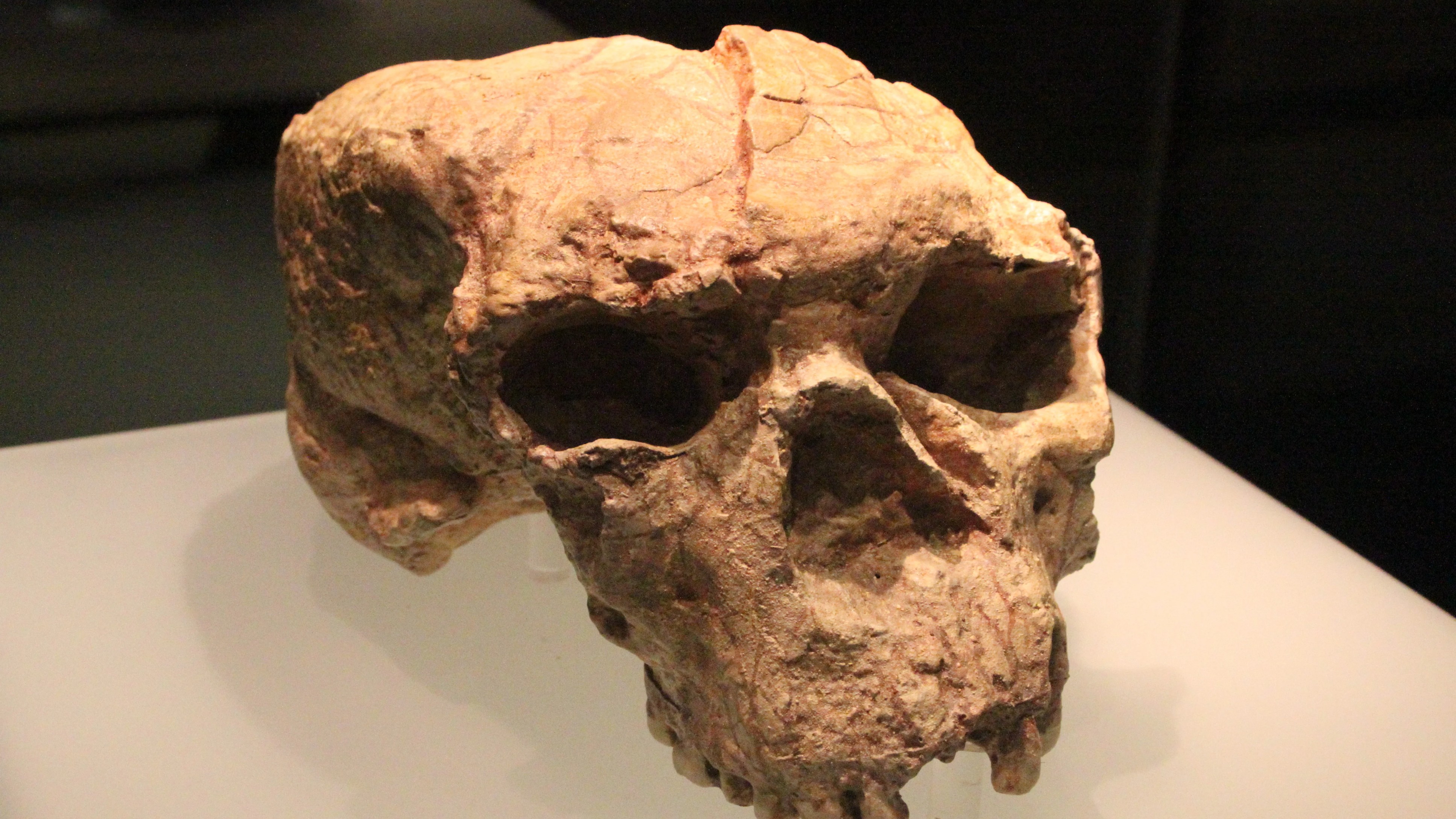 Skull rewrites evolution: Reanalysis of Yunxian 2 suggests Homo sapiens may have emerged outside of Africa