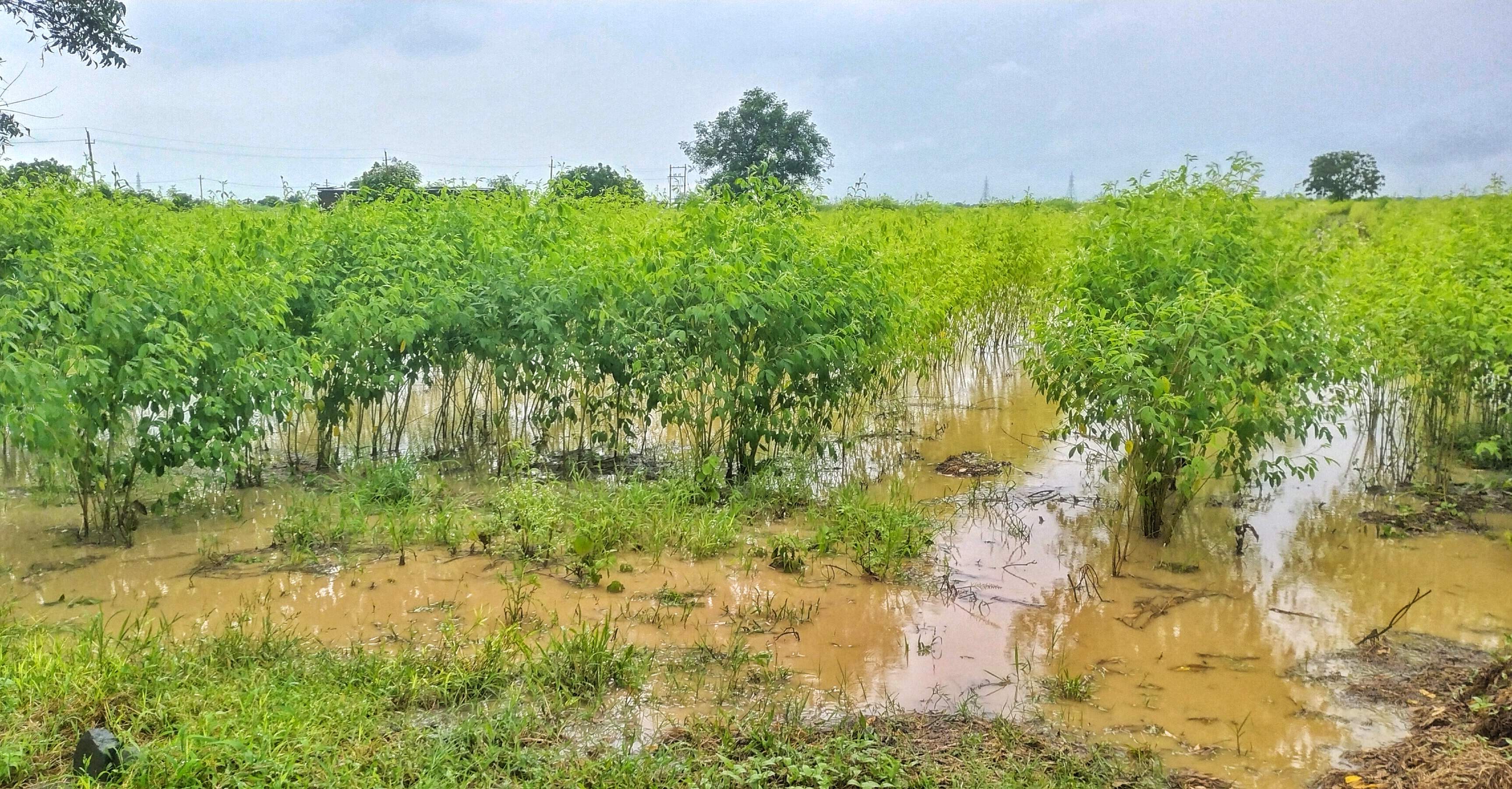 A tur field near Hulsoor in Bidar taluk is flood. The tur farmers of Bidar and Kalaburagi districts are staring at losses due to heavy rains and flooding of fields. 