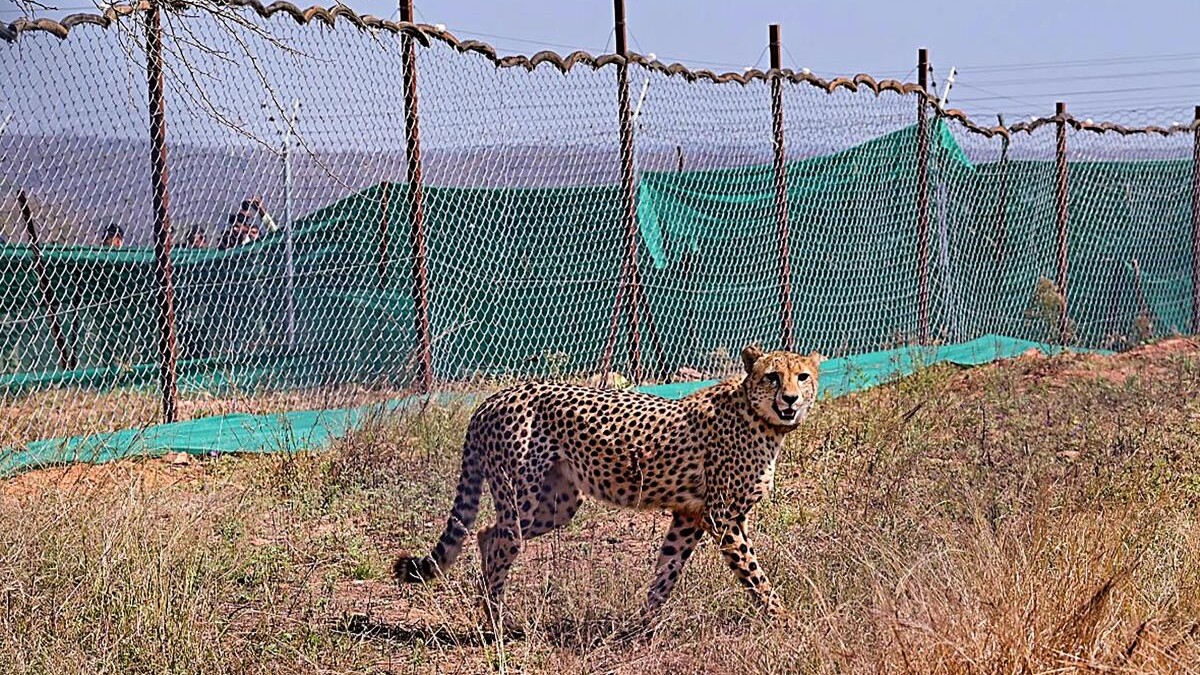 First India-born cheetah set to reach adulthood in Kuno National Park