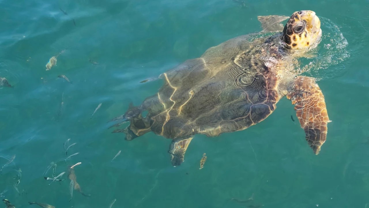 Customs seize exotic wildlife including turtle, one held at Hyderabad airport
