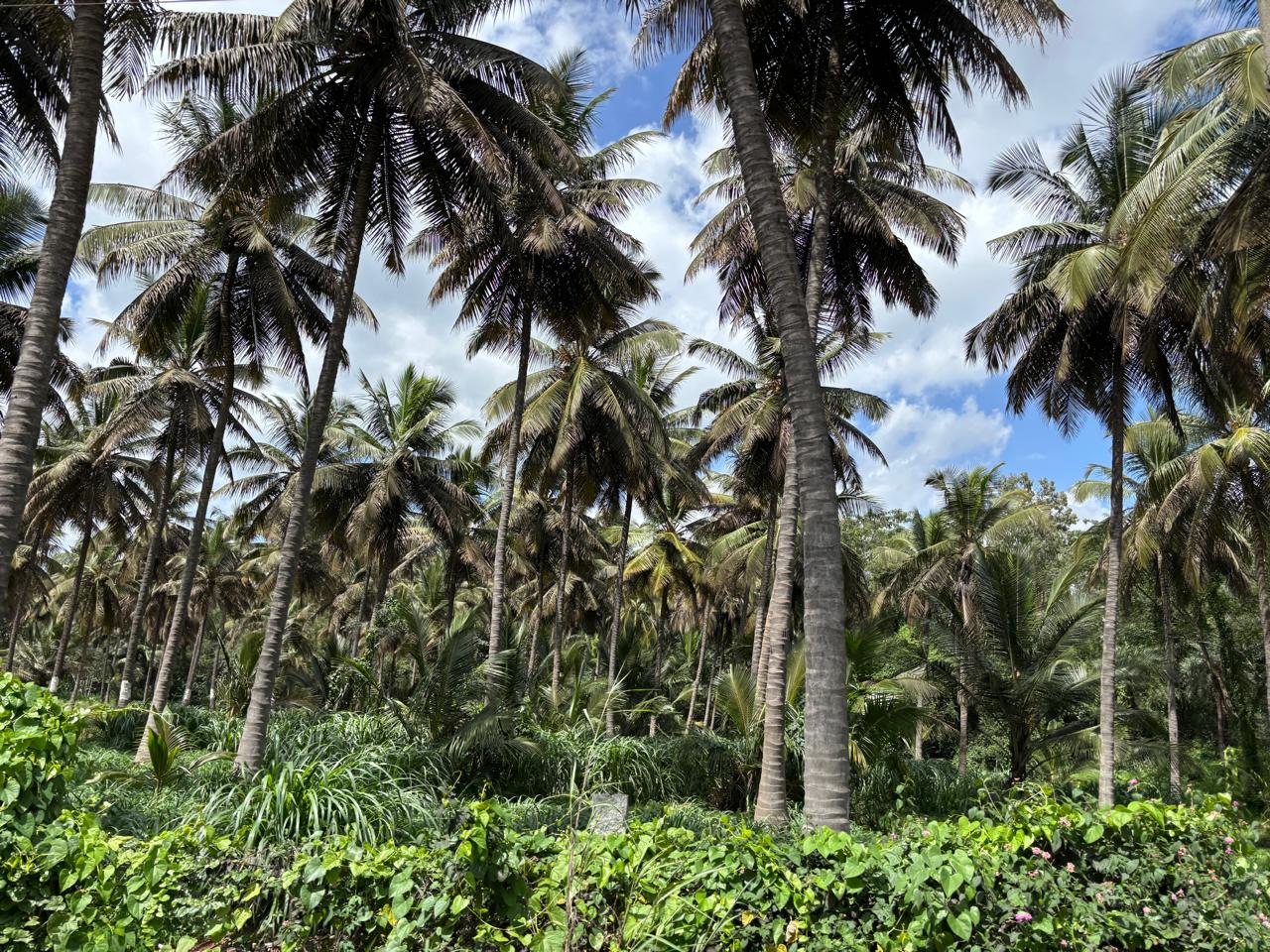 A coconut grove at the village.