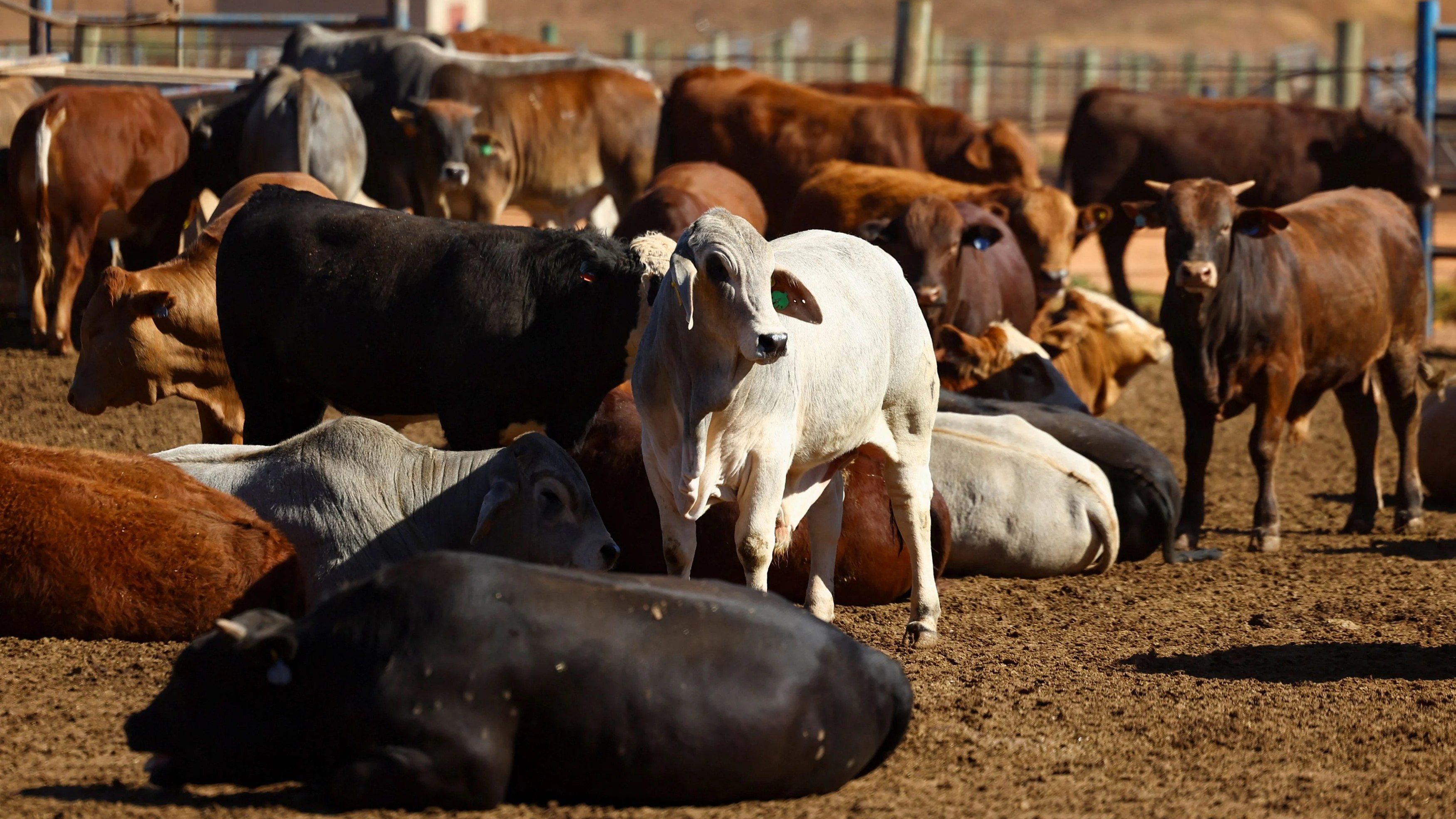 India launches first indigenous vaccine against cattle disease IBR