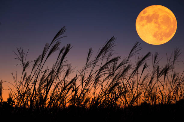 Harvest moon.
