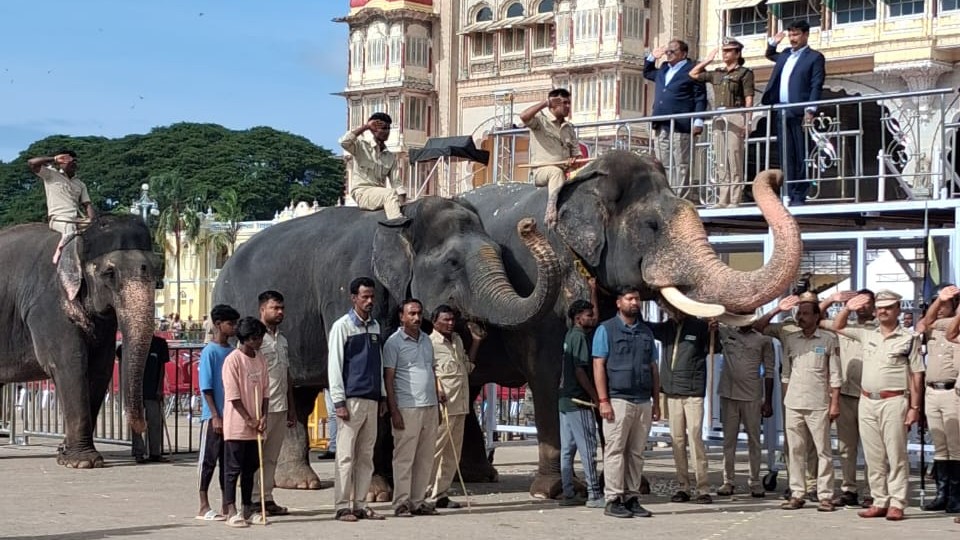 Mysuru: Dasara Elephants ready for Jumbo Savari procession after 50 days practice
