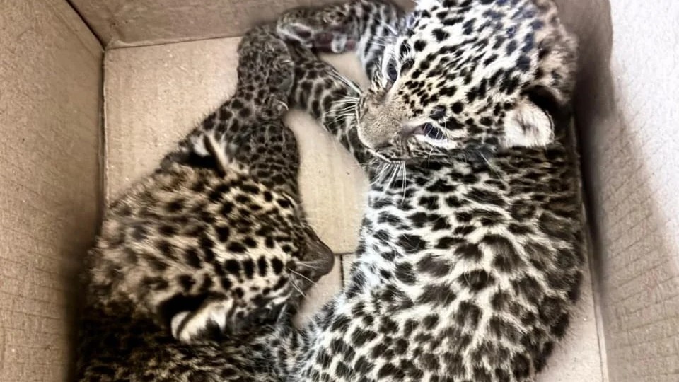 Karnataka: Leopard cubs rescued from sugarcane field