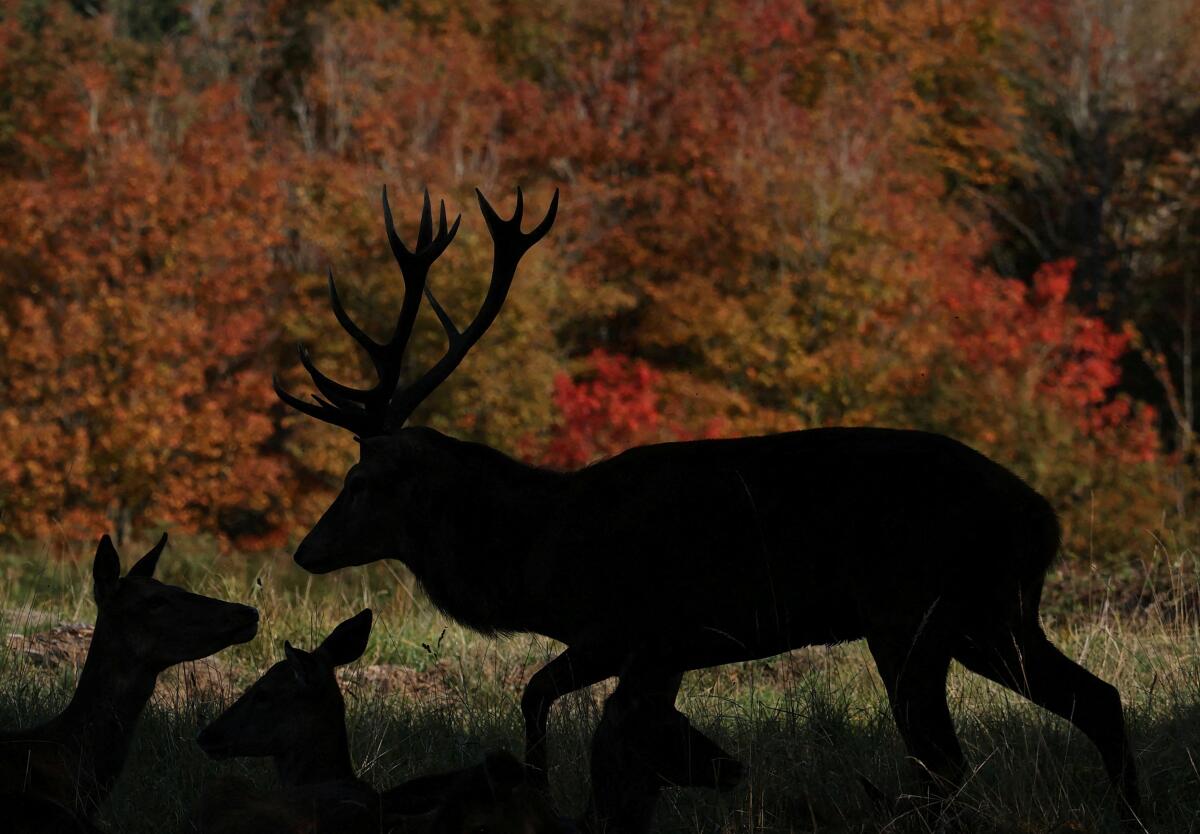 A deer walks, with autumn colour seen on foliage behind, as the annual rutting season continues, in Richmond Park, London, Britain