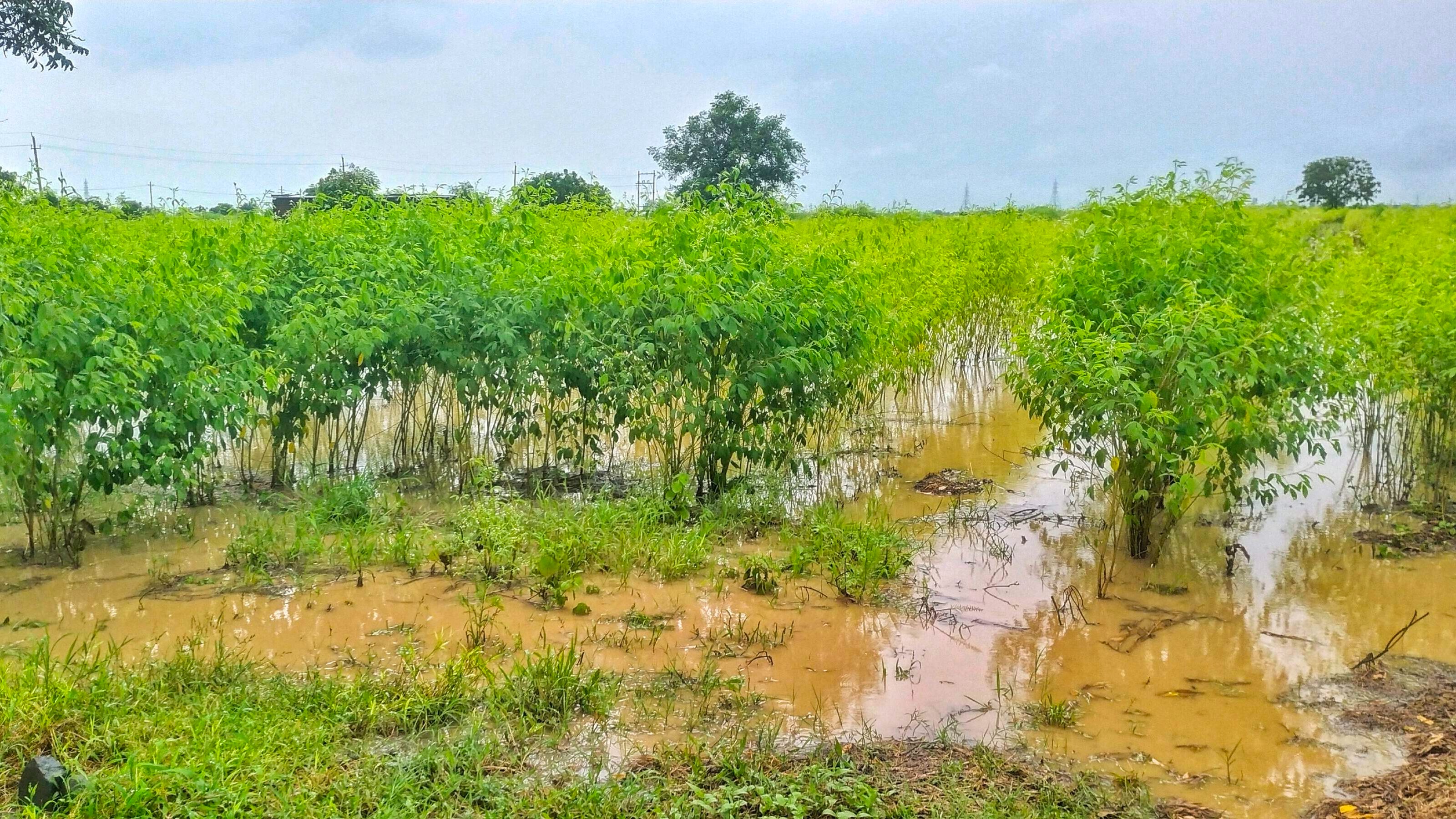 Agriculture Ministry withdraws approval for 11 animal-based crop biostimulants on religious grounds