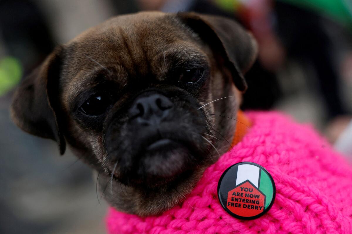 A dog wearing a badge at a pro-Palestinian protest after Israel intercepted some of the vessels of the Global Sumud Flotilla aiming to reach Gaza and break Israel's naval blockade, in Dublin, Ireland